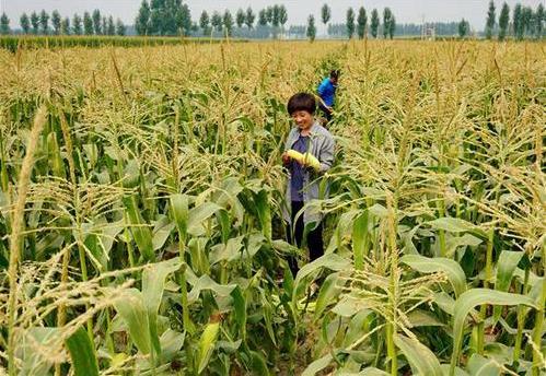 三部委：將水稻、玉米、小麥三大糧食作物制種納入中央財政農(nóng)業(yè)保險保險費補貼目錄
