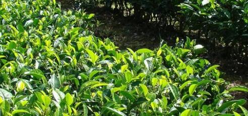 中國茶葉種植面積已達290多萬公頃居世界第一